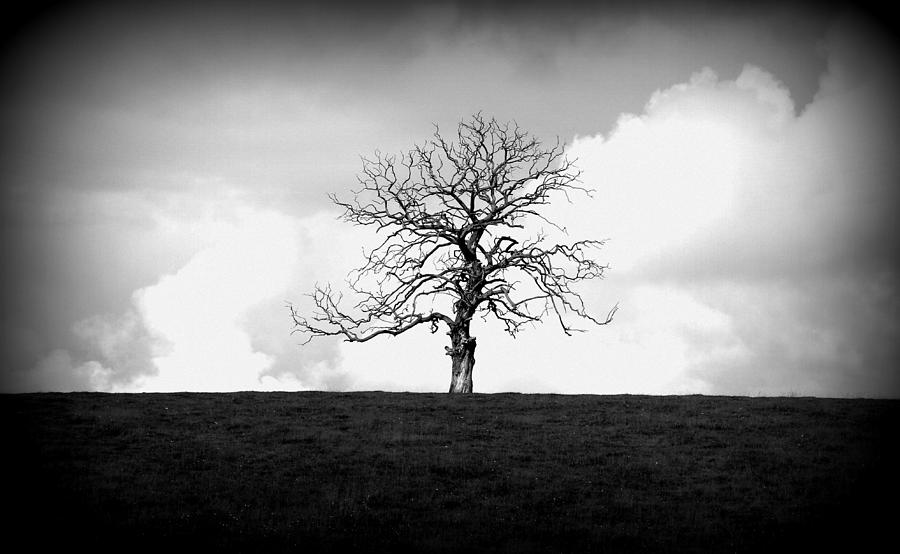 Old tree #2 Photograph by Lukasz Ryszka