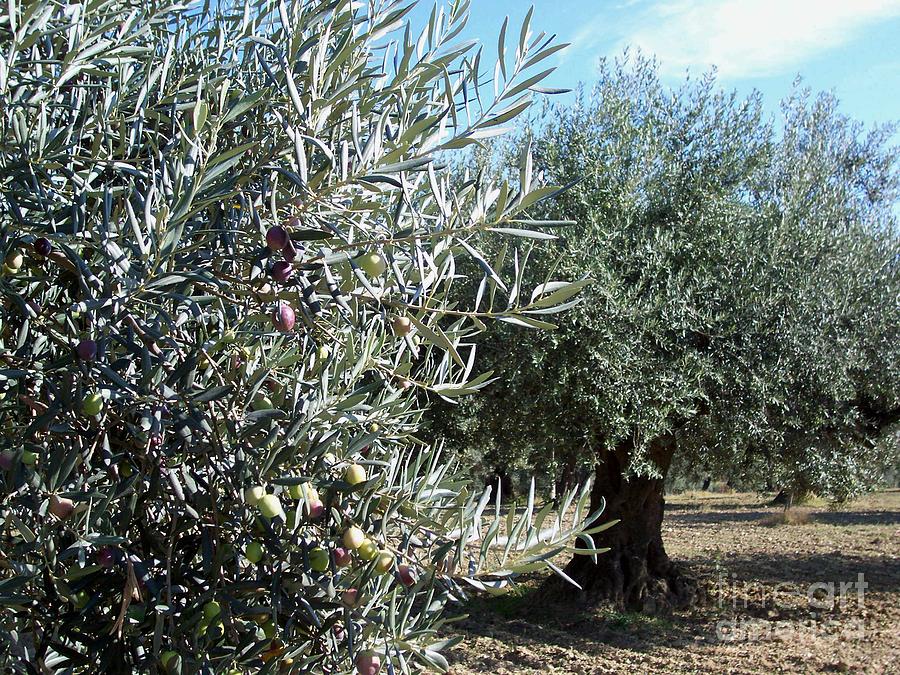 Olive Trees #2 Photograph by Judy Kirouac