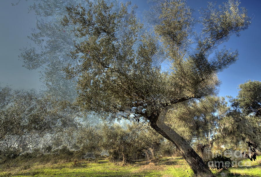 Olive Trees #2 Photograph by Vladi Alon