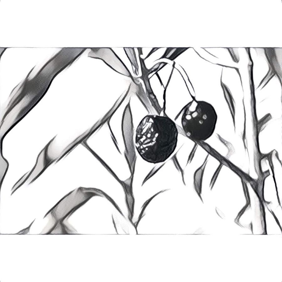Olives #2 Digital Art by M Sullivan Image and Design
