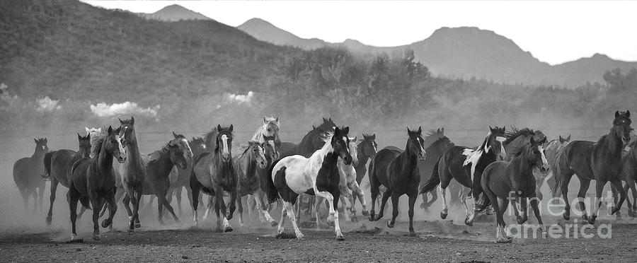 Animal Photograph - On The Move II #1 by Sandra Bronstein