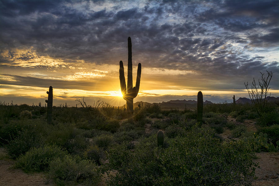 On The Sonoran Horizon Photograph by Saija Lehtonen - Pixels