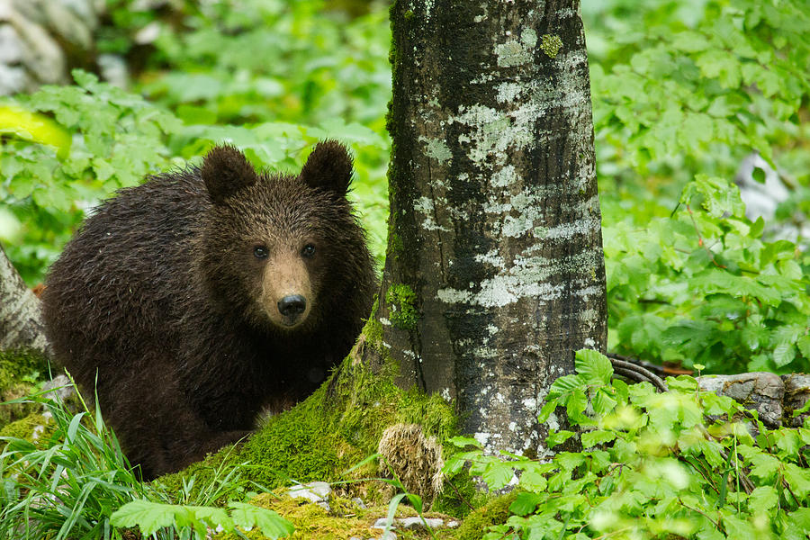One year old Brown Bear in Slovenia #2 Photograph by Ian Middleton