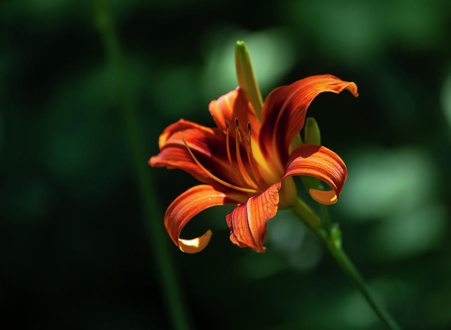 Orange Lily #2 Photograph by Robert Ullmann