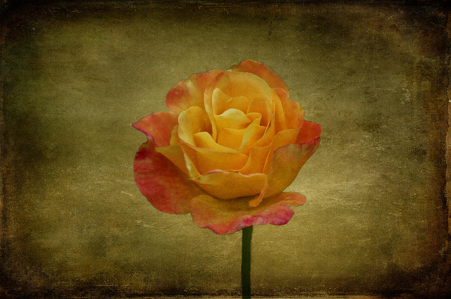 Orange Rose #2 Photograph by Sandy Keeton