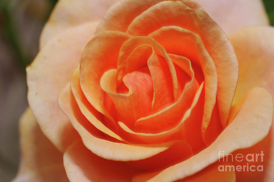 Orange rose #2 Photograph by Tomi Junger