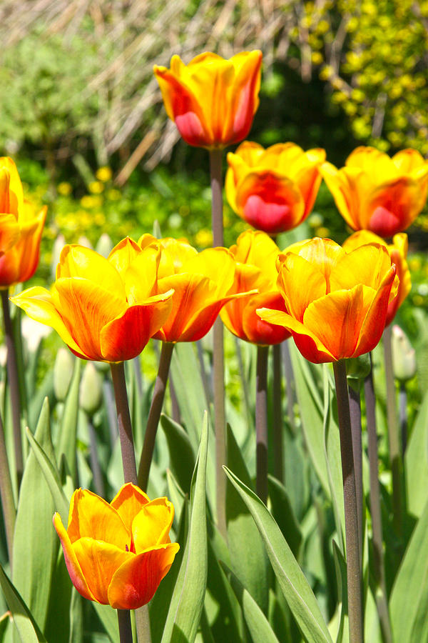 Tulip Photograph - Orange tulips #2 by Lali Kacharava