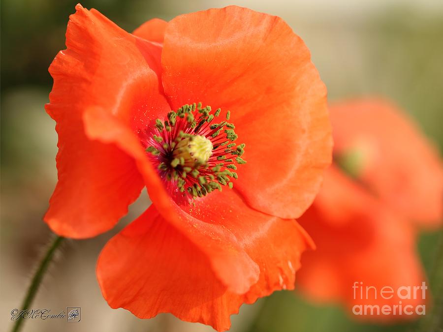 Orange Wild Flanders Poppy #1 Photograph by J McCombie