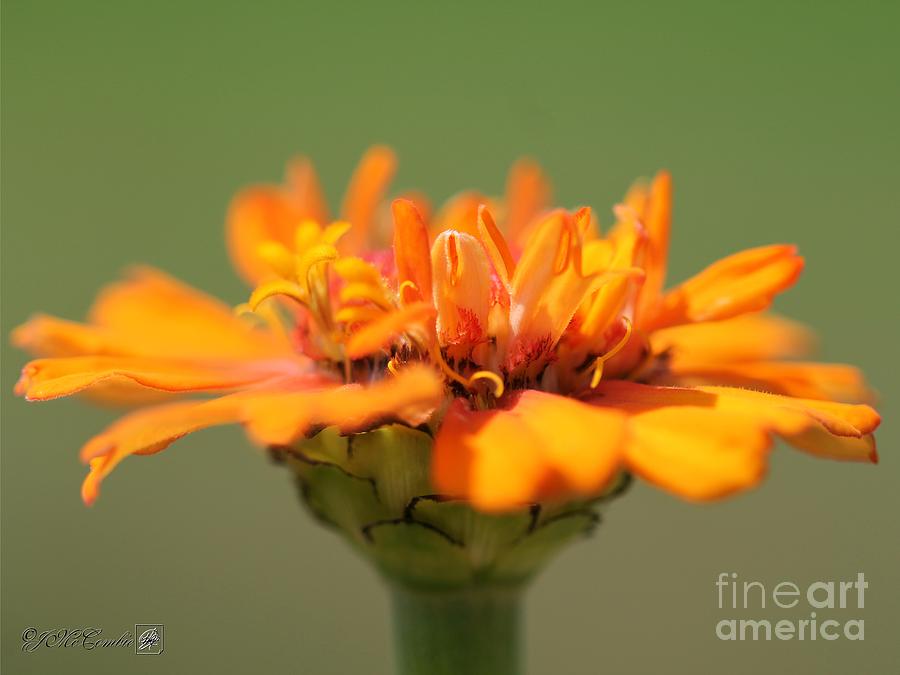 Orange Zinnia from the Candy Mix #1 Photograph by J McCombie