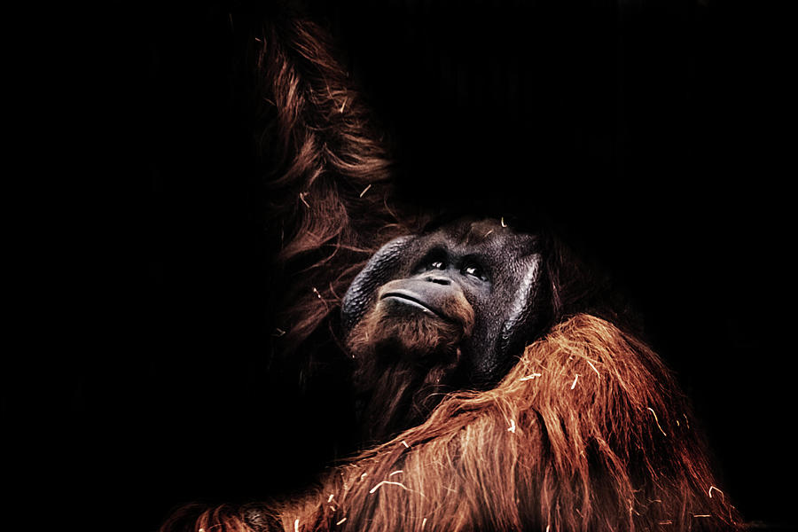 Wildlife Photograph - Orangutan #2 by Martin Newman