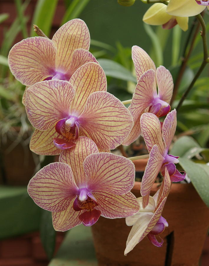 Orchid Photograph - Orchid by Olaf Christian Orchid Photograph - Orchid by Olaf Christian