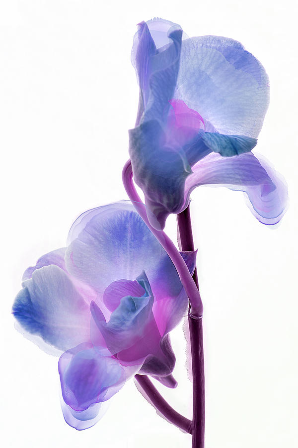 Orchid Morphing II #2 Photograph by Leda Robertson