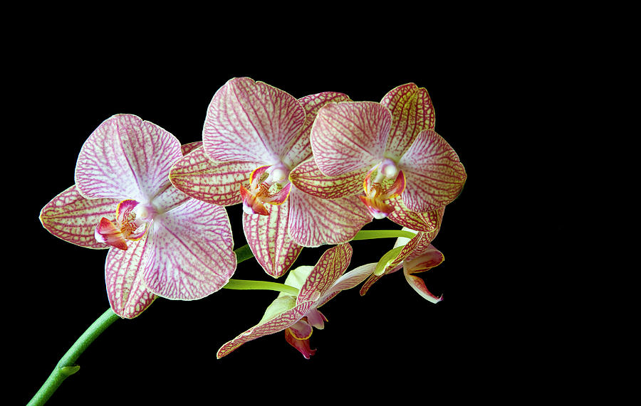 Orchid phalaenopsis flower #2 Photograph by Michalakis Ppalis