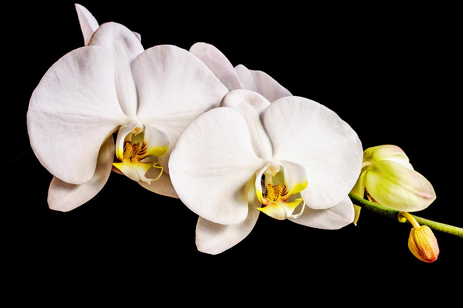 Orchid Photograph by Scott Pellegrin