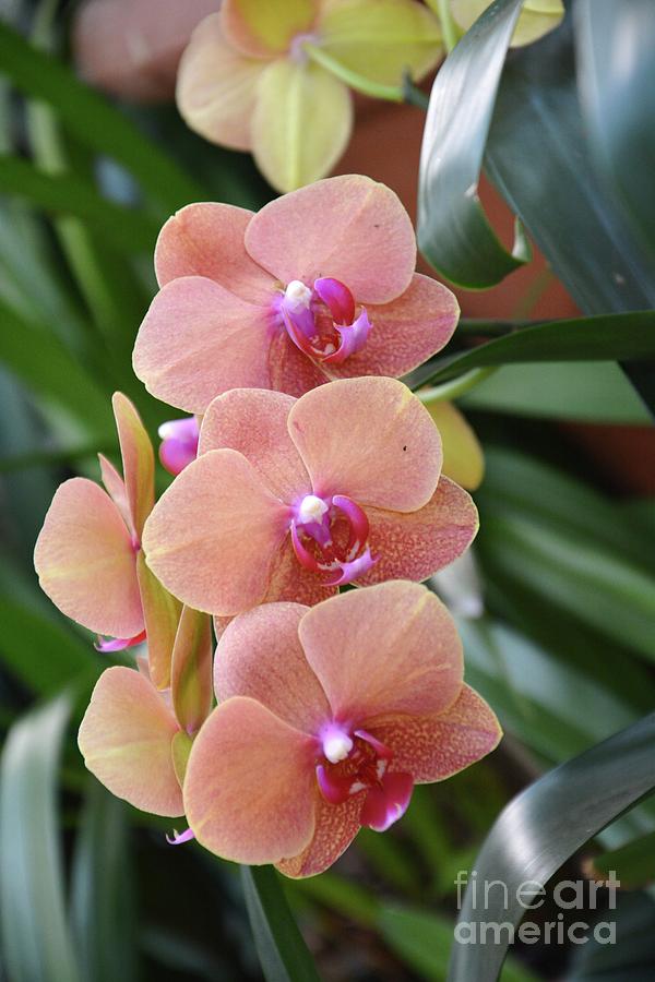Orchids  #1 Photograph by Savannah Gibbs