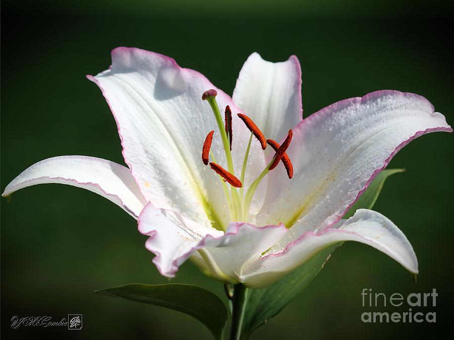 Oriental Lily named Millesimo #1 Photograph by J McCombie