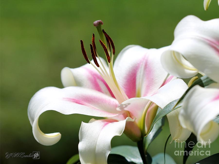 Oriental Tumpet Lily named Bonbini #4 Photograph by J McCombie