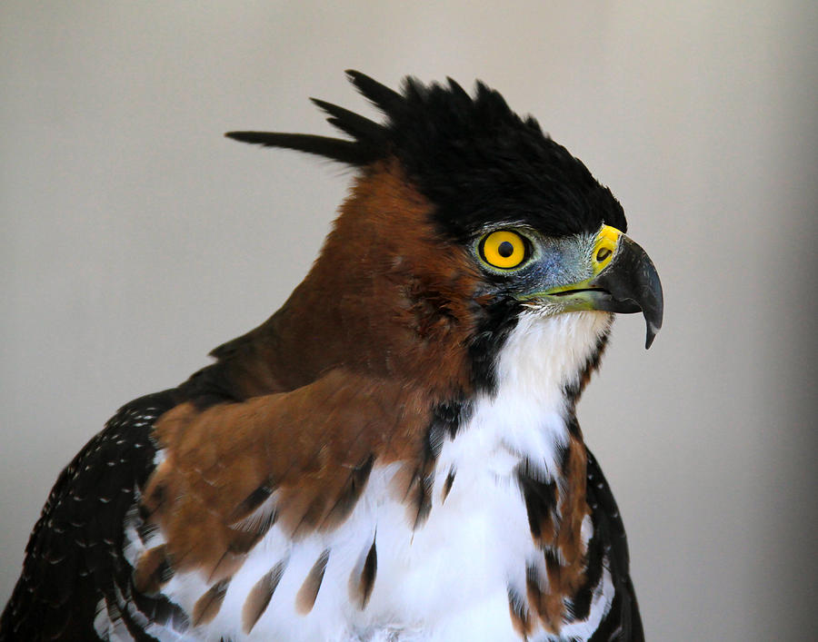 Ornate Hawk-Eagle #1 Photograph by Ed Riche
