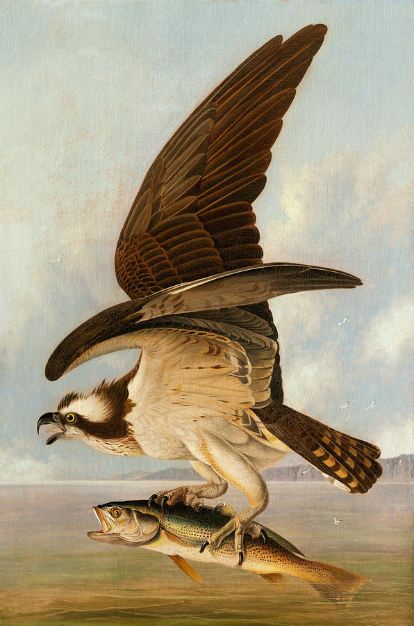 Osprey and Weakfish #2 Painting by John James Audubon