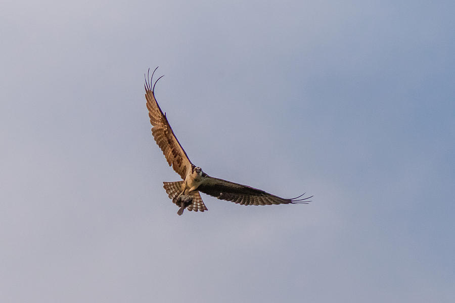Osprey in flight #2 Photograph by SAURAVphoto Online Store
