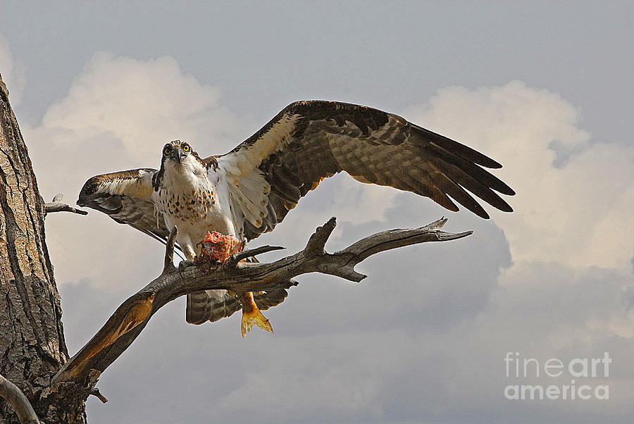 Osprey with Fish #2 Photograph by Dennis Hammer