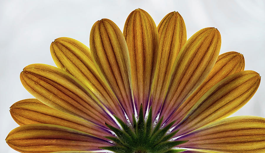 Osteospermum The Cape Daisy #2 Photograph by Shirley Mitchell