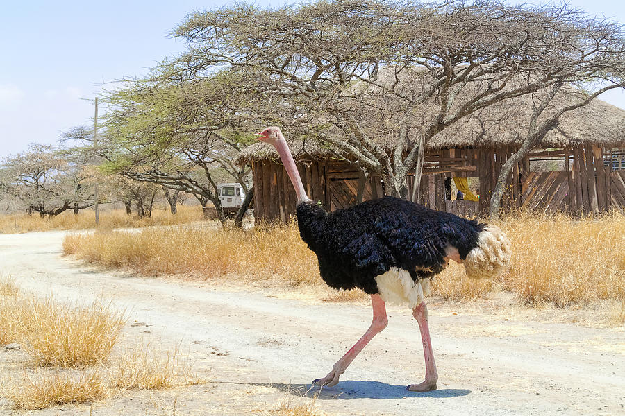 Ostrich in National Park in Ethiopia. #2 Photograph by Marek Poplawski