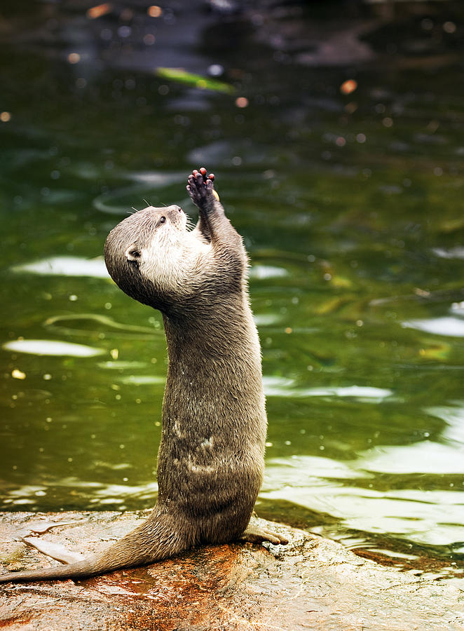 Otter #2 Photograph by Gouzel -