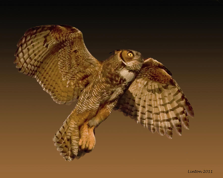 Owl Flight #2 Photograph by Larry Linton