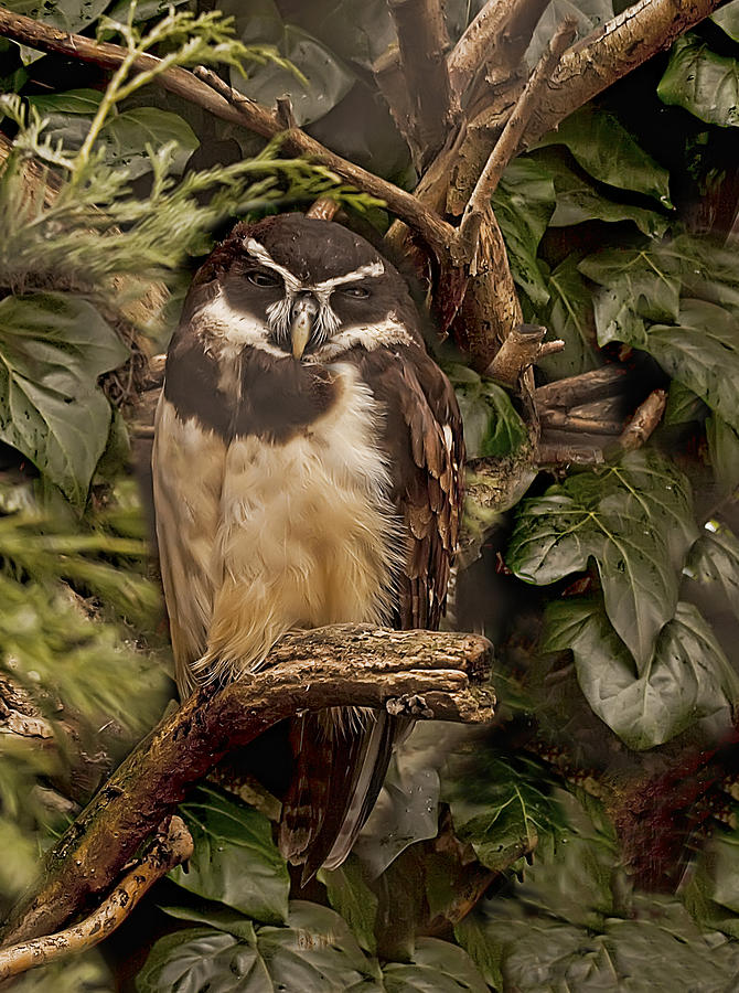 Owl #2 Photograph by Gouzel -
