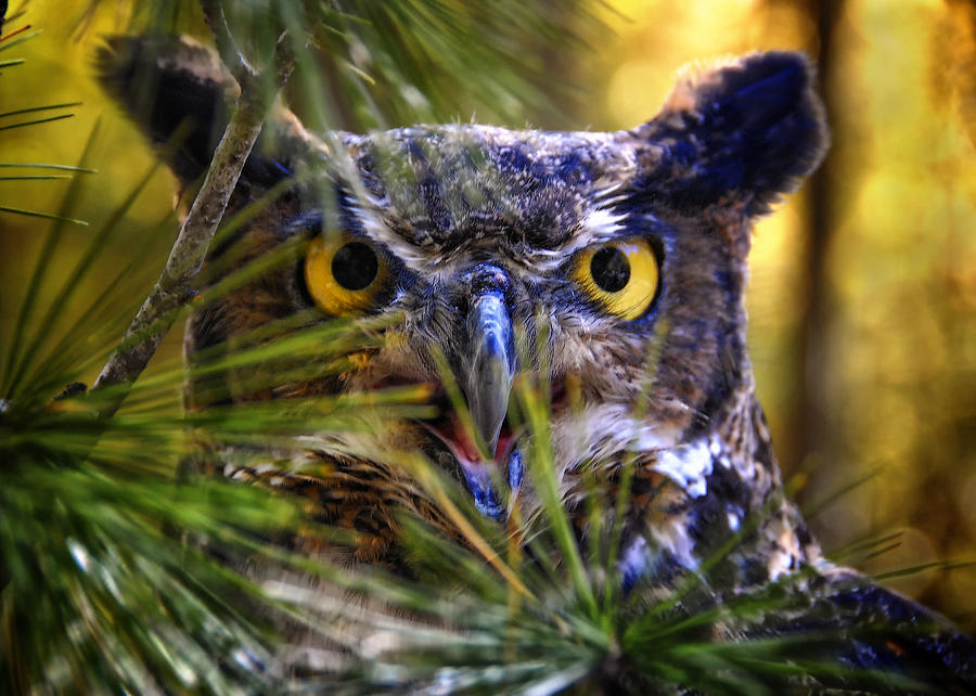 Owl in the Pines #2 Photograph by Peg Runyan