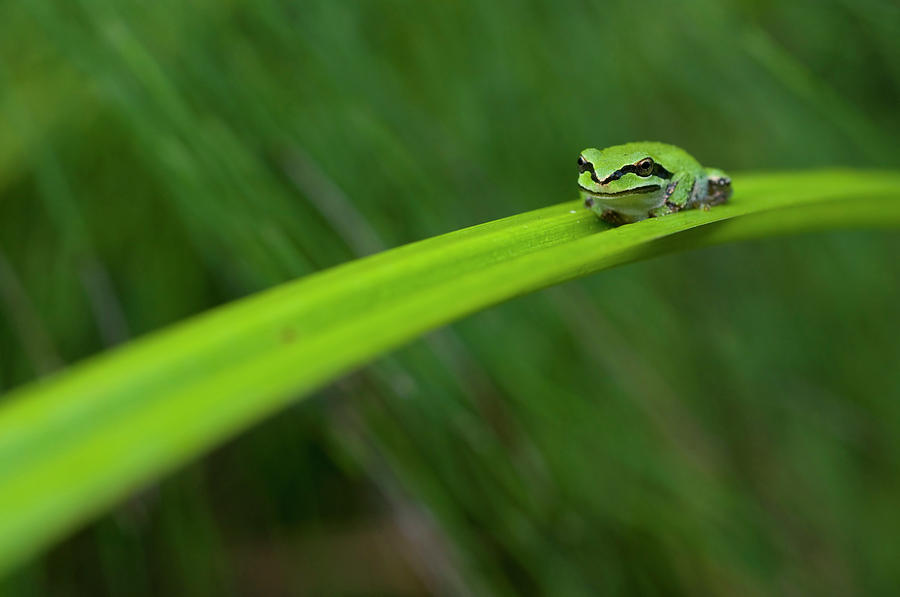 Nature Photograph - Pacific Tree Frog #2 by Alasdair Turner