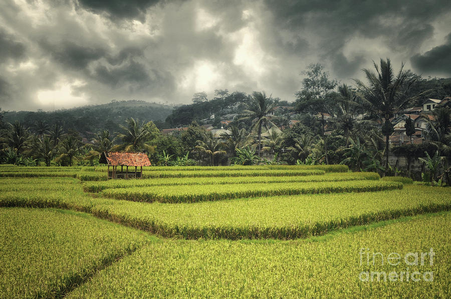 Paddy Field #2 Photograph by Charuhas Images