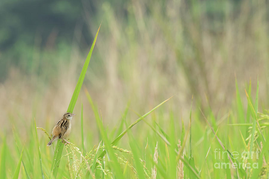 Paddy field, green agriculture land, India Photograph by Rudra Narayan ...