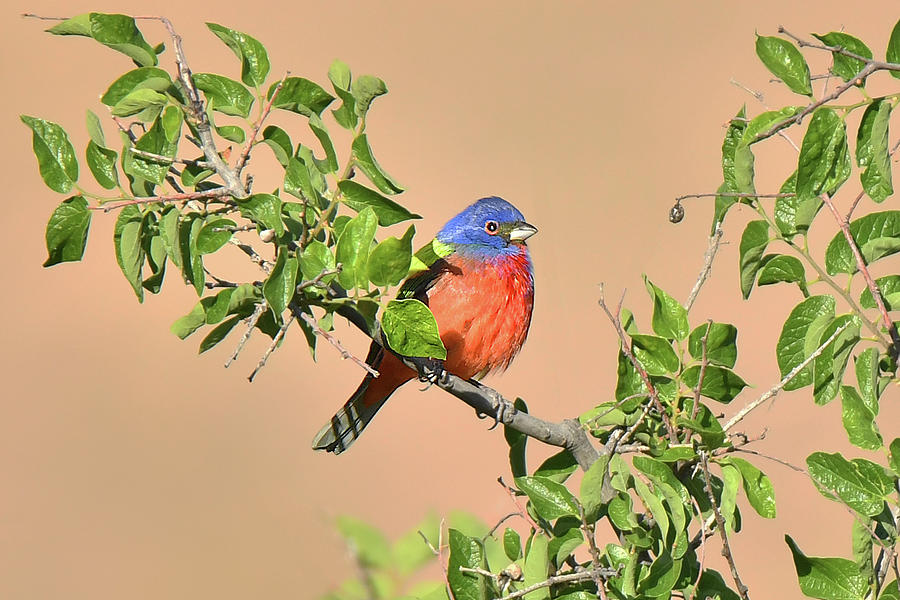 Painted Bunting #2 Photograph by Alan Lenk