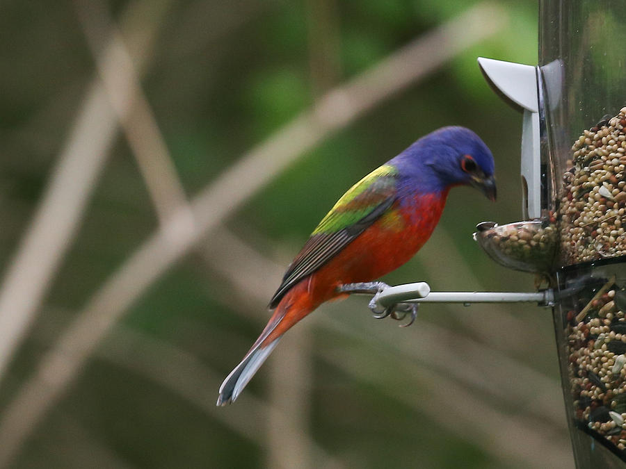 Painted Bunting #2 Photograph by Dart Humeston