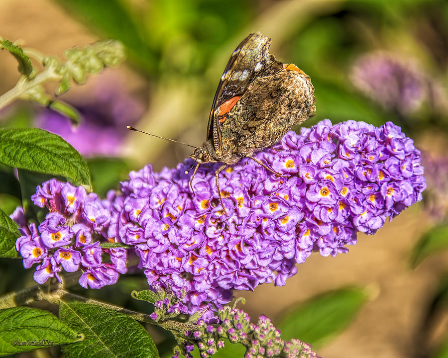 Painted Lady Butterfly  #2 Photograph by LeeAnn McLaneGoetz McLaneGoetzStudioLLCcom