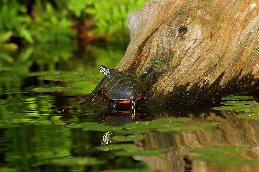 Painted Turtle #2 Photograph by Benjamin Dahl