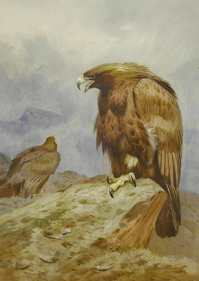 Pair of Golden Eagles #3 Painting by Archibald Thorburn
