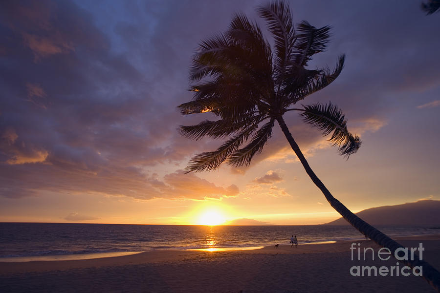 Paradise Photograph - Palm At Sunset #2 by Ron Dahlquist - Printscapes