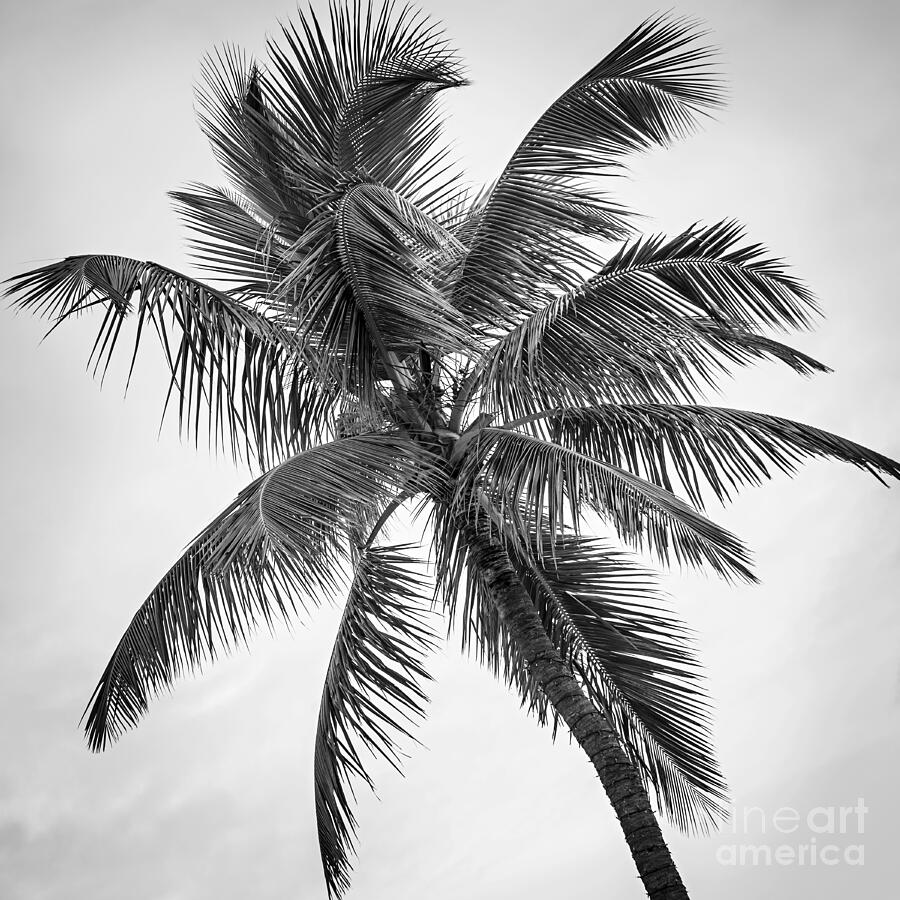 Palm tree 1 Photograph by Elena Elisseeva