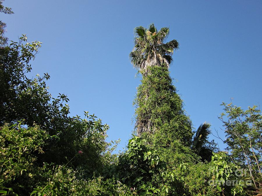 Palm tree and wilderness in Torremolinos Photograph by Chani Demuijlder
