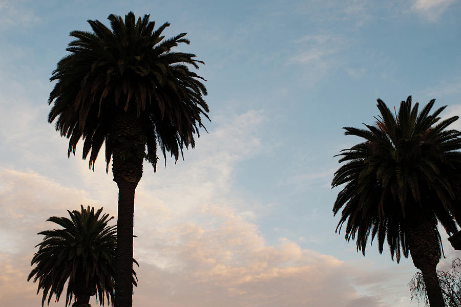 Palm Tree Sunset #2 Photograph by Robert Braley