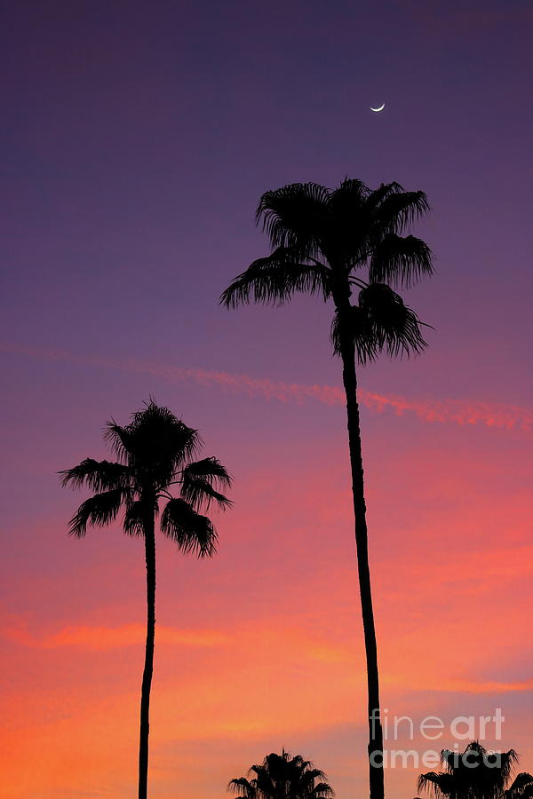 2 Palm Trees and the Moon Photograph by Erick Schmidt