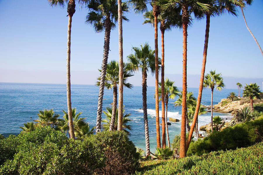 Palms and Seashore, California Coast #2 Photograph by Douglas Pulsipher