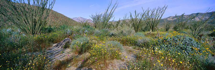 Nature Photograph - Panoramic View Of Desert Lillies #2 by Panoramic Images