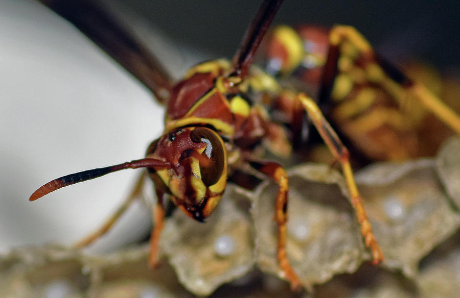 Paper Wasp #2 Photograph by Larah McElroy