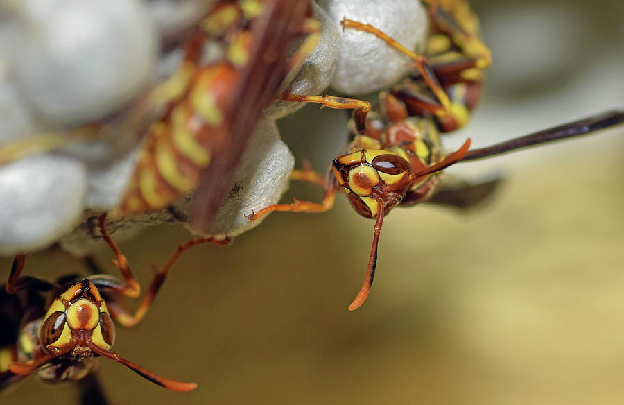 Paper Wasps #2 Photograph by Larah McElroy