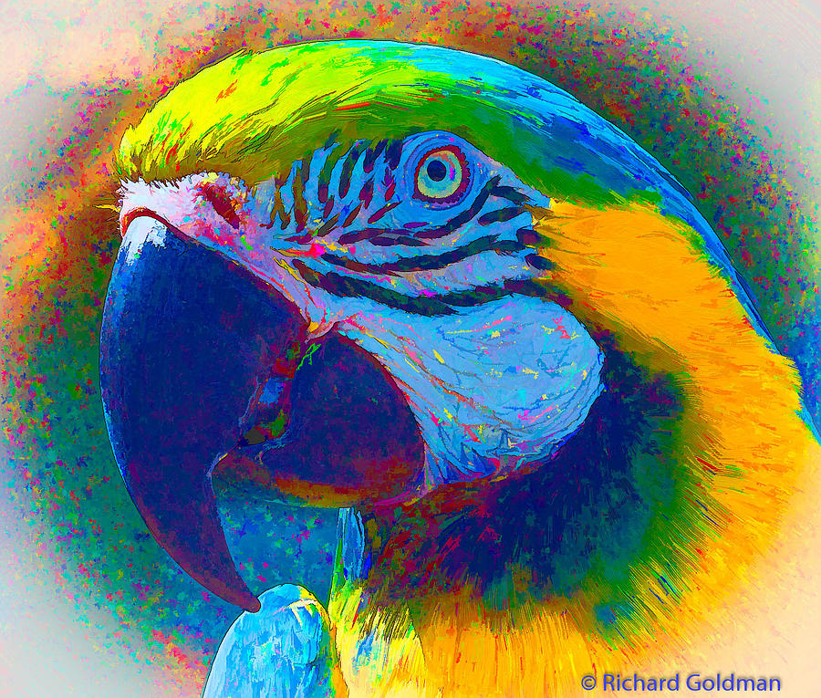 Parrot Photograph by Richard Goldman
