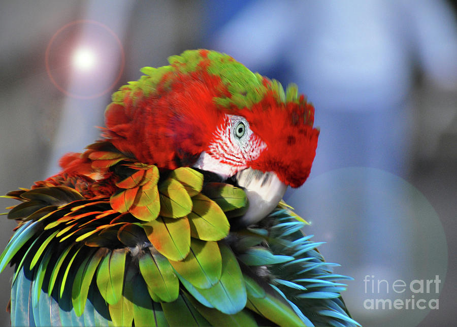 Parrot #1 Photograph by Savannah Gibbs